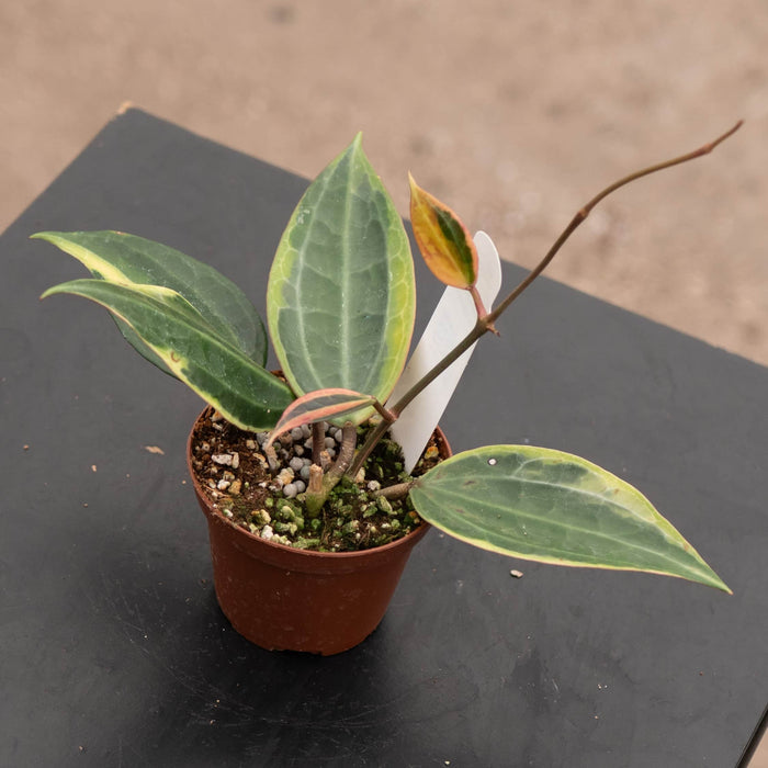 Gabriella Plants Hoya Hoya latifolia 'Variegata'