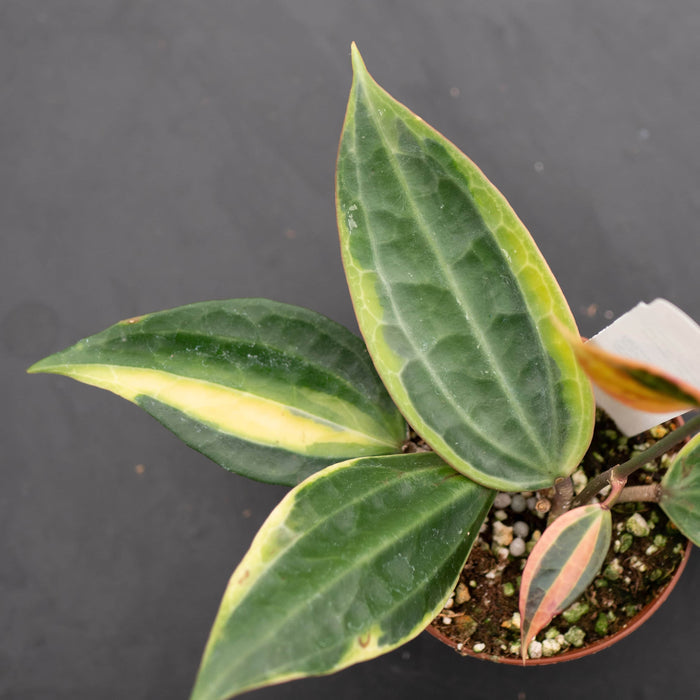 Gabriella Plants Hoya Hoya latifolia 'Variegata'