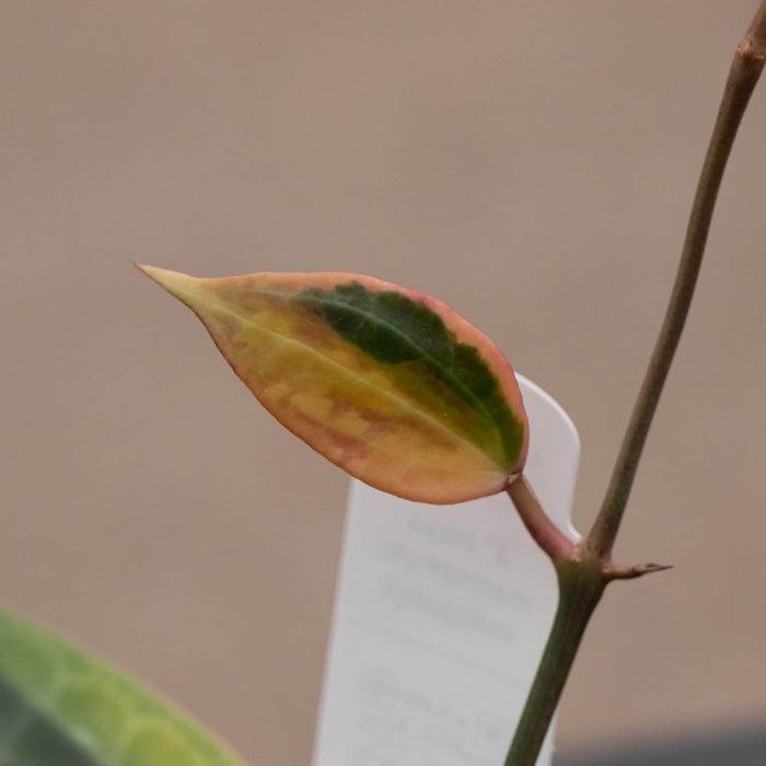 Gabriella Plants Hoya Hoya latifolia 'Variegata'