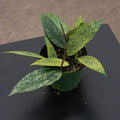 Gabriella Plants Hoya 4" Hoya sp. Rangsan