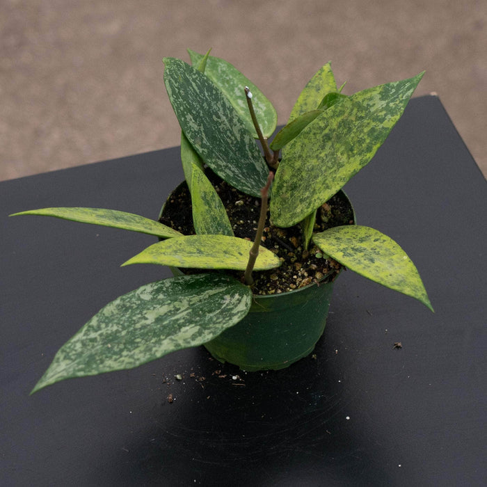 Gabriella Plants Hoya 4" Hoya sp. Rangsan