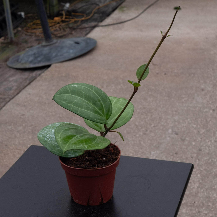 Gabriella Plants Hoya 4" Hoya latifolia 'Sarawak'