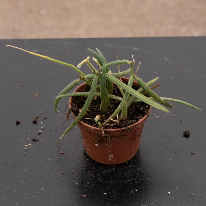 Gabriella Plants Hoya 2.5” Hoya linearis