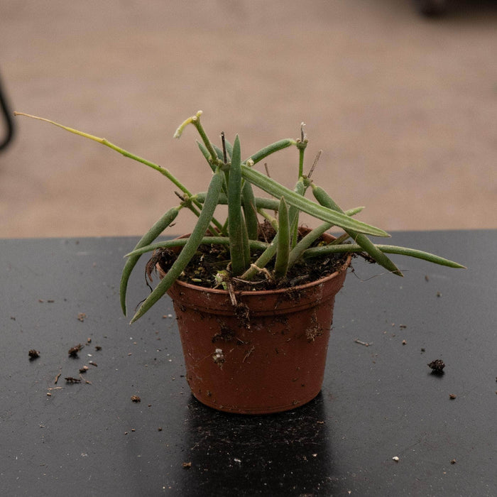 Gabriella Plants Hoya 2.5” Hoya linearis