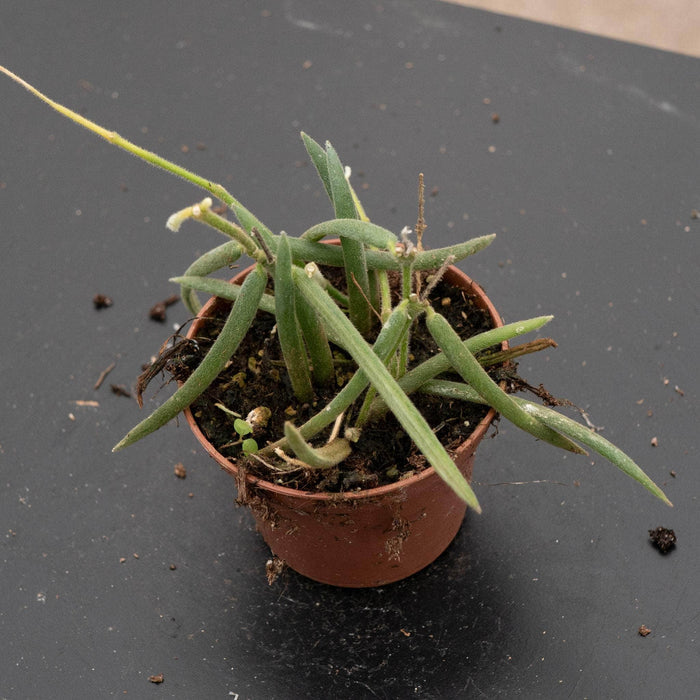 Gabriella Plants Hoya 2.5” Hoya linearis