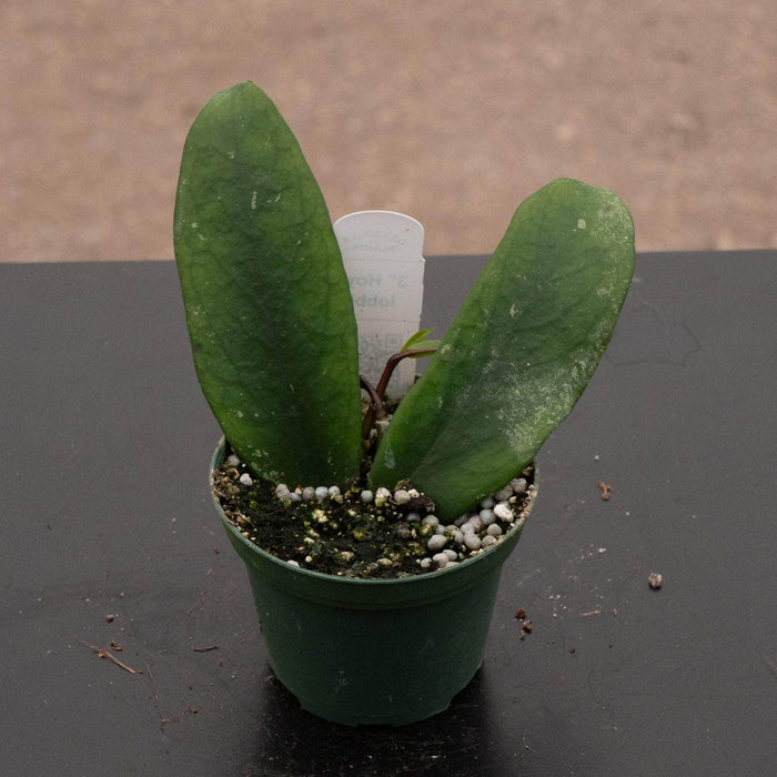 Gabriella Plants Hoya 3" Hoya lobbii