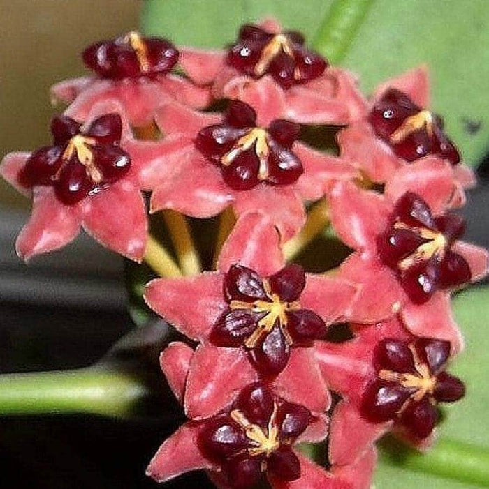 Gabriella Plants Hoya 3" Hoya lobbii