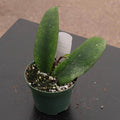 Gabriella Plants Hoya 3" Hoya lobbii