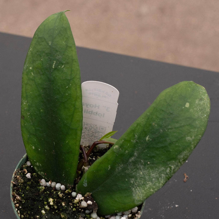 Gabriella Plants Hoya 3" Hoya lobbii