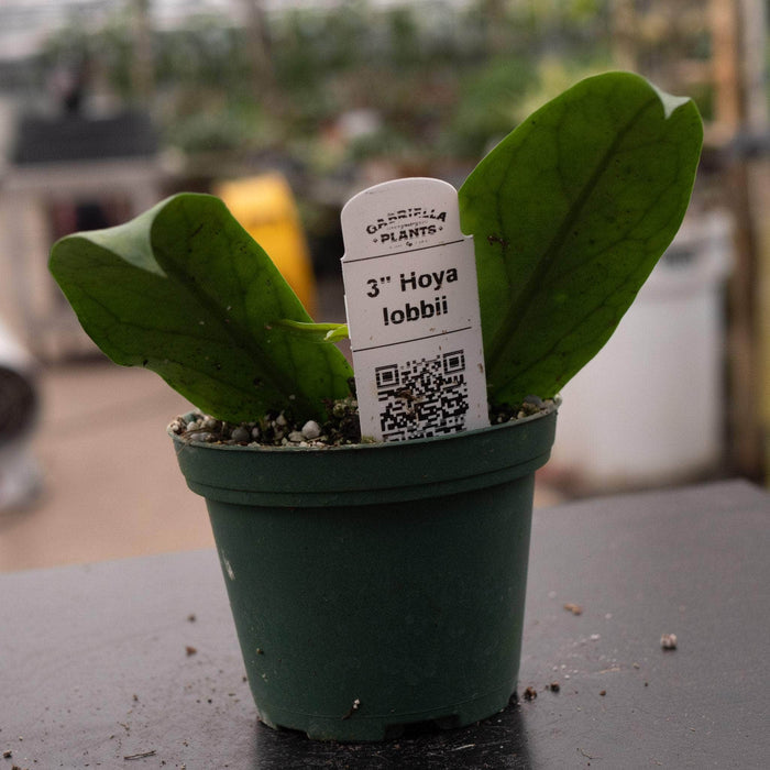 Gabriella Plants Hoya 3" Hoya lobbii
