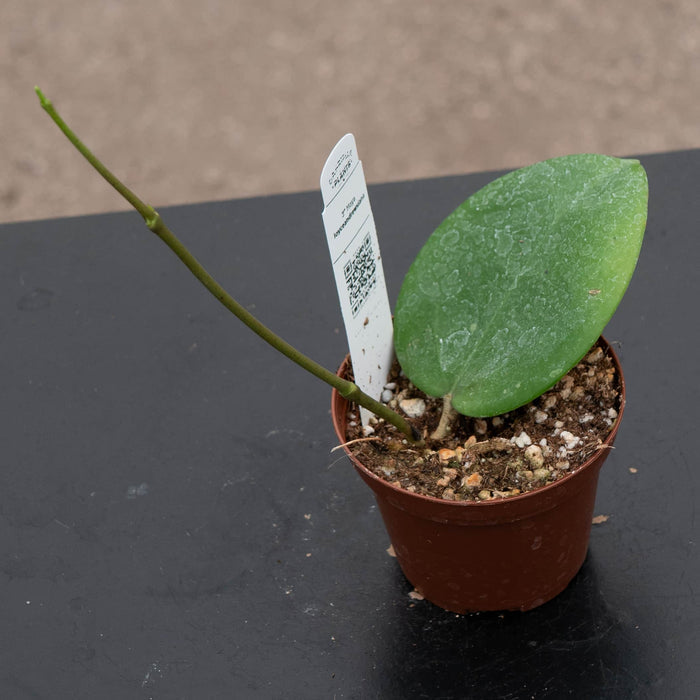 Gabriella Plants Hoya 3" Hoya loyceandrewsiana