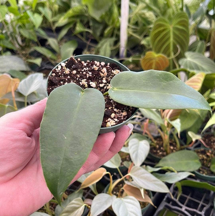 Gabriella Plants Hoya 3" Hoya macgillivrayi