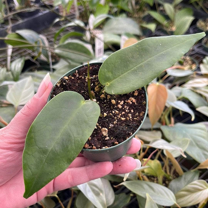 Gabriella Plants Hoya 3" Hoya macgillivrayi