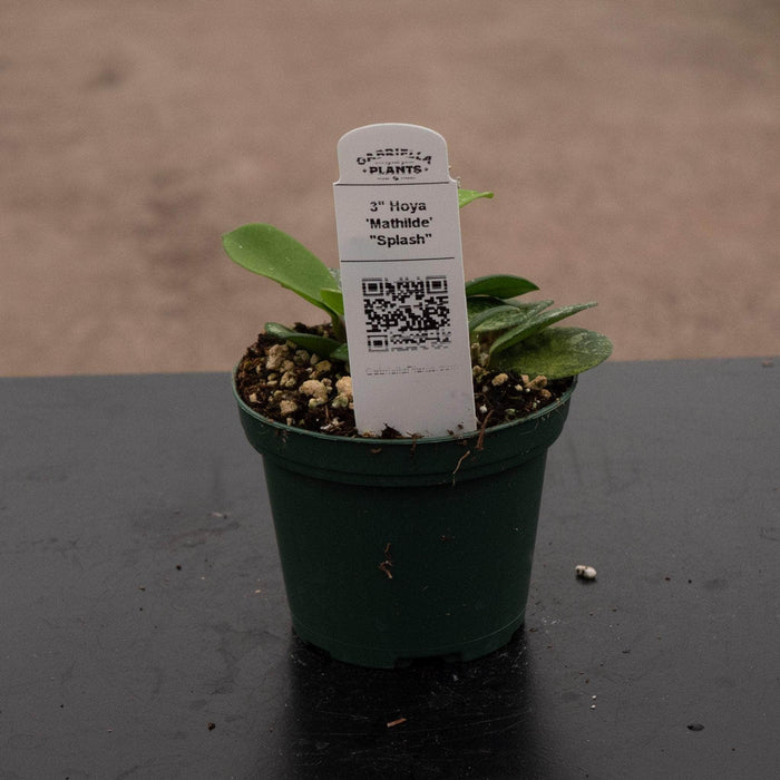 Gabriella Plants Hoya Hoya 'Mathilde’ ‘Splash’