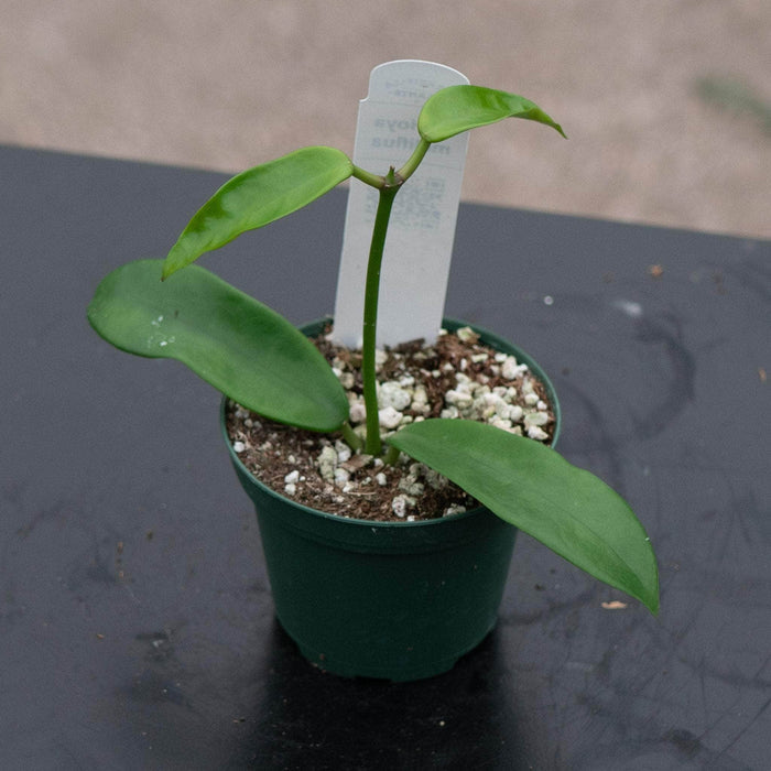 Gabriella Plants Hoya 3" Hoya meliflua