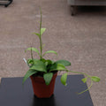 Gabriella Plants Hoya 4" Hoya merrillii