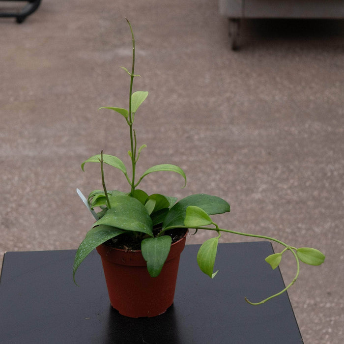 Gabriella Plants Hoya 4" Hoya merrillii