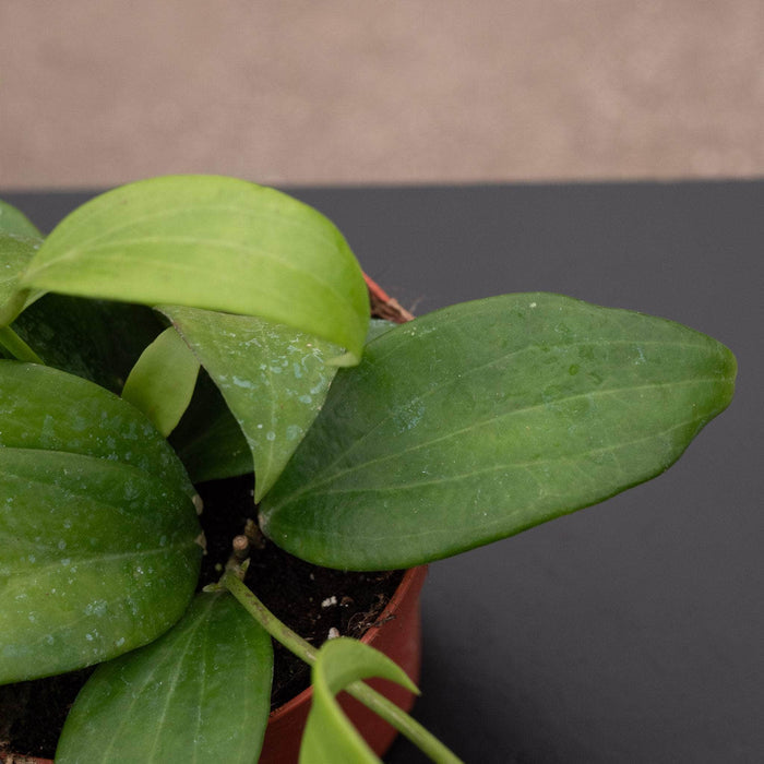 Gabriella Plants Hoya 4" Hoya merrillii