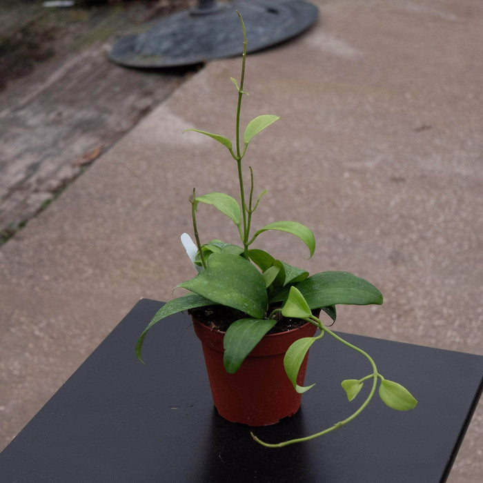 Gabriella Plants Hoya 4" Hoya merrillii