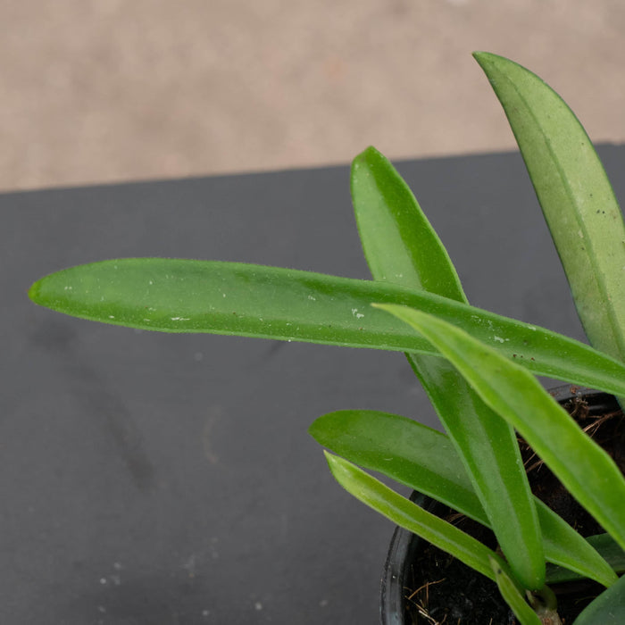 Gabriella Plants Hoya 4" Hoya 'Minibelle'