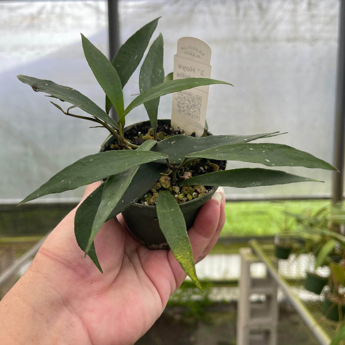 Gabriella Plants Hoya 3" Hoya mirabilis