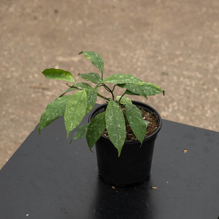 Gabriella Plants Hoya 4" Hoya multiflora 'Splash'