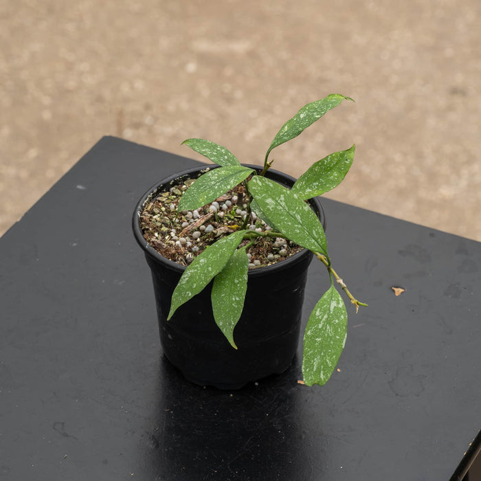 Gabriella Plants Hoya 4" Hoya multiflora 'Splash'