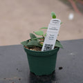 Gabriella Plants Hoya 3" Hoya nummularioides