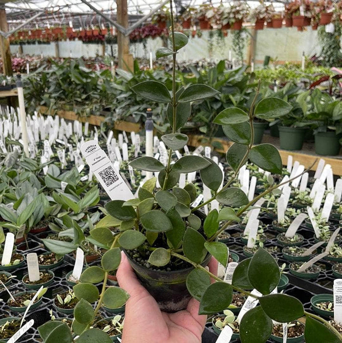 Gabriella Plants Hoya 4" Hoya nummularioides