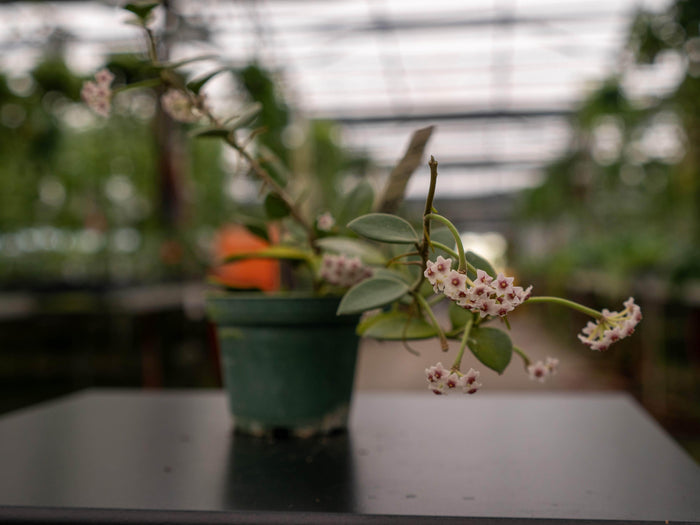 Gabriella Plants Hoya Hoya nummularioides