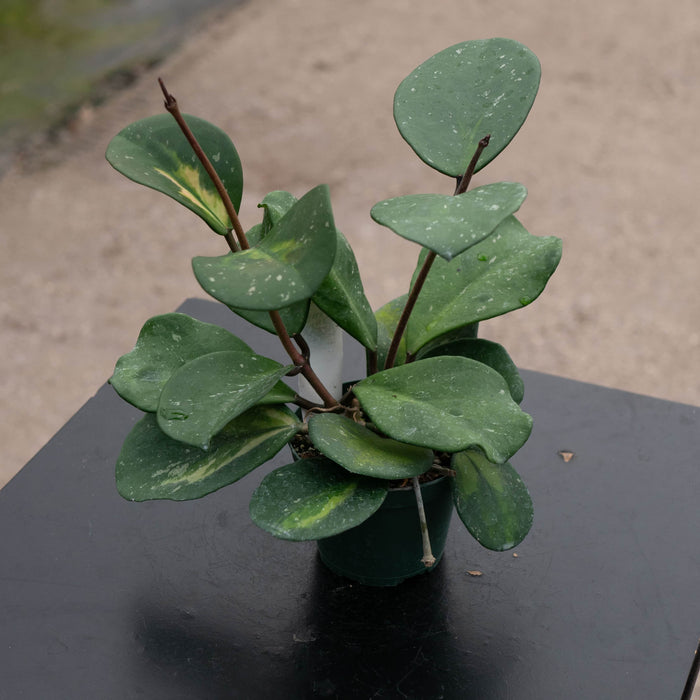 Gabriella Plants Hoya Hoya obovata 'Variegata'