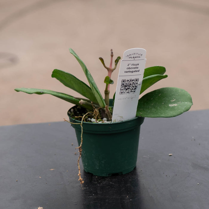 Gabriella Plants Hoya 3" Hoya obovata 'Variegata'