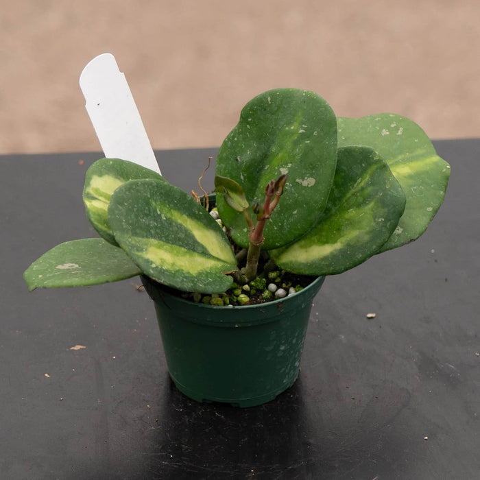 Gabriella Plants Hoya Hoya obovata 'Variegata'
