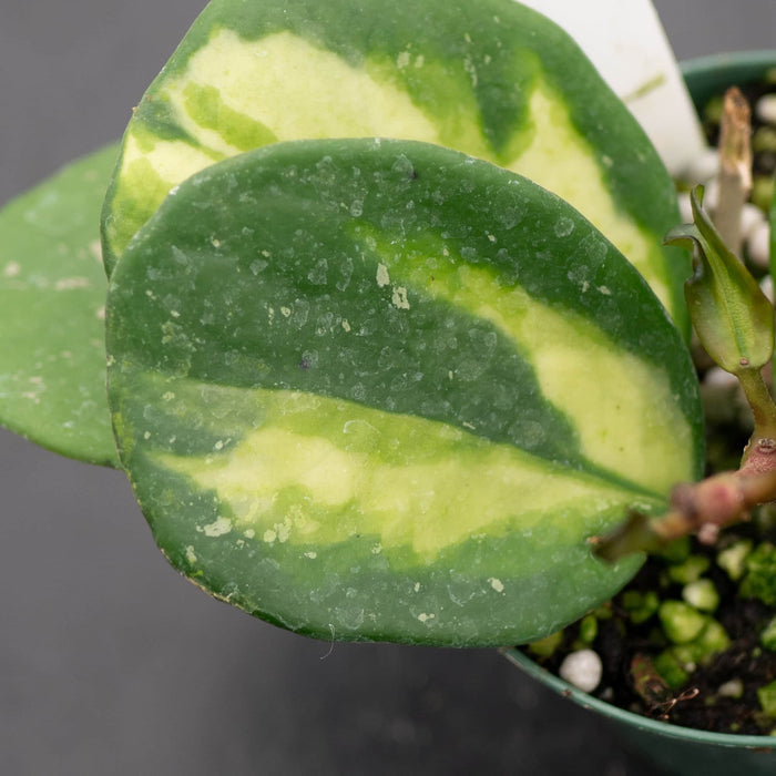Gabriella Plants Hoya Hoya obovata 'Variegata'