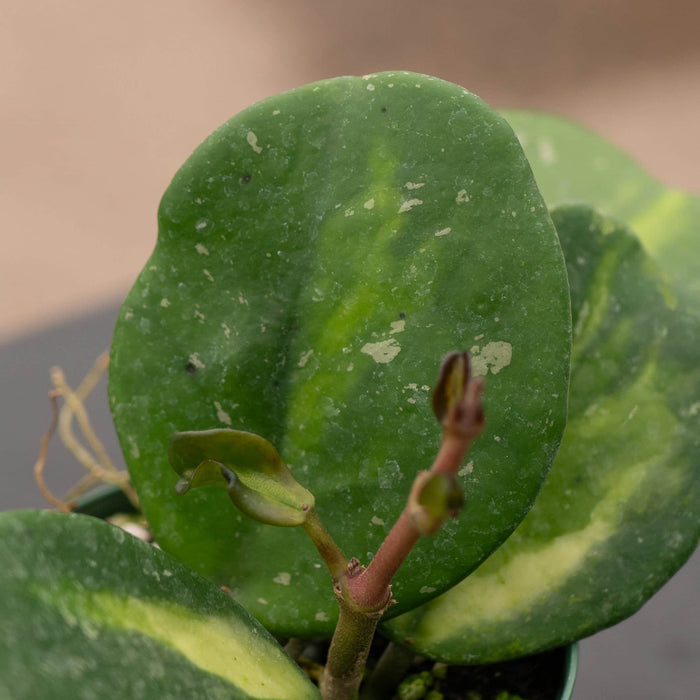 Gabriella Plants Hoya Hoya obovata 'Variegata'