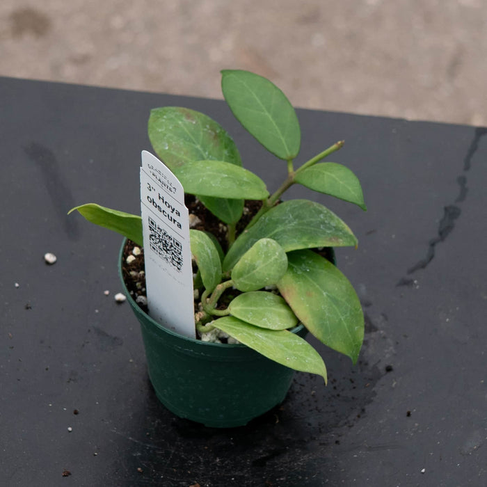 Gabriella Plants Hoya 3" Hoya obscura