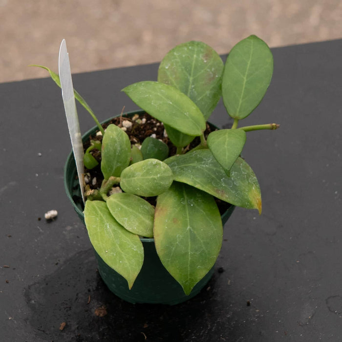 Gabriella Plants Hoya 3" Hoya obscura