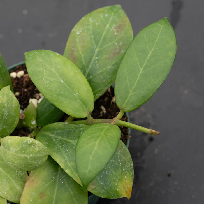 Gabriella Plants Hoya 3" Hoya obscura