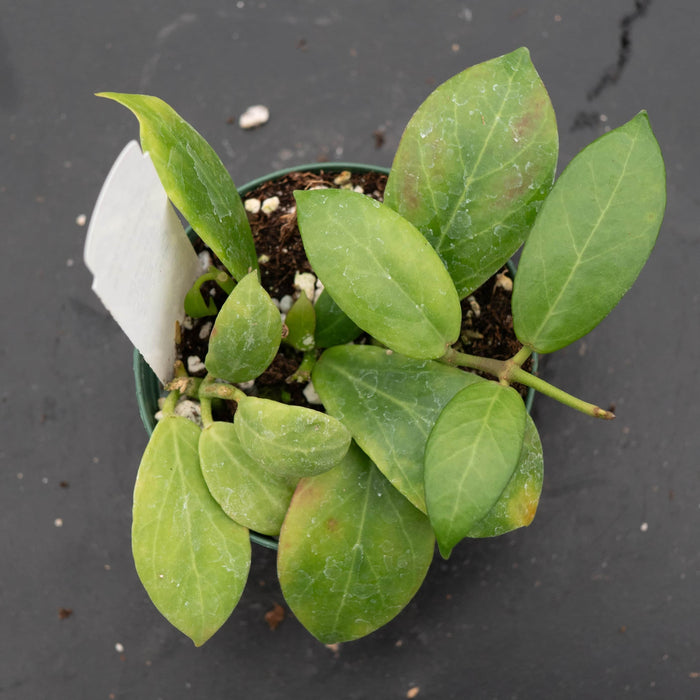 Gabriella Plants Hoya 3" Hoya obscura