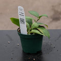 Gabriella Plants Hoya 3" Hoya obscura