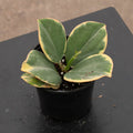 Gabriella Plants Hoya Hoya pachyclada variegated