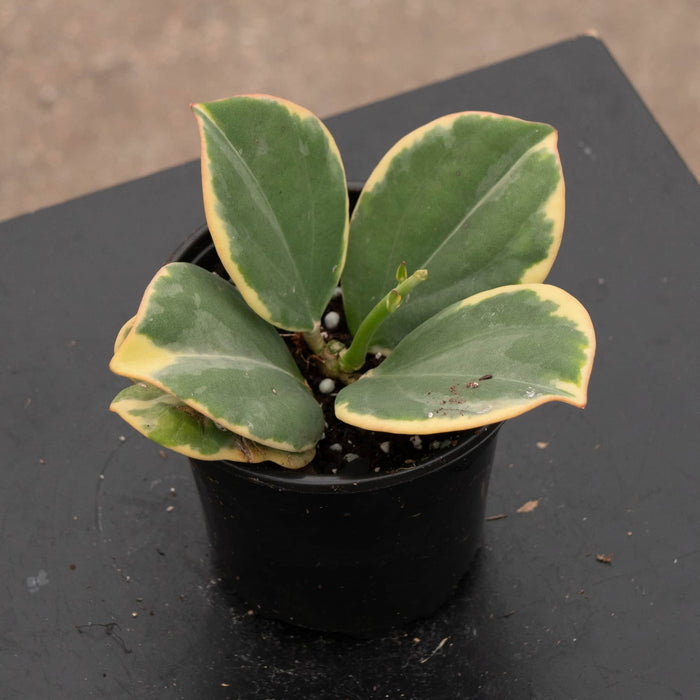 Gabriella Plants Hoya Hoya pachyclada variegated