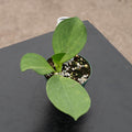 Gabriella Plants Hoya 3" Hoya pachyclada