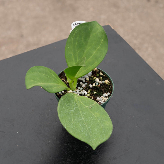 Gabriella Plants Hoya 3" Hoya pachyclada