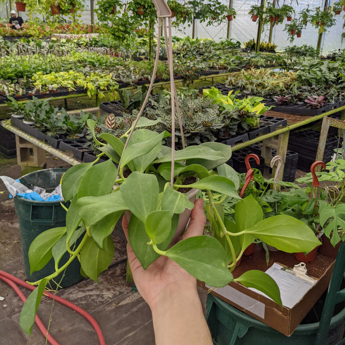 Gabriella Plants Hoya 4.5” Hanging Basket Hoya pachyclada