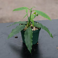 Gabriella Plants Hoya 3" Hoya papaschonii
