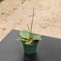 Gabriella Plants Hoya 3" Hoya parasitica 'Heart Leaf'