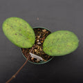 Gabriella Plants Hoya 3" Hoya 'Perfection'