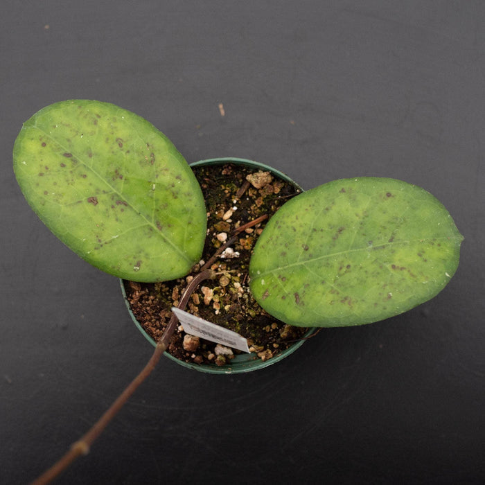 Gabriella Plants Hoya 3" Hoya 'Perfection'