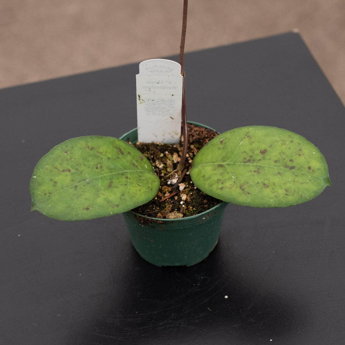 Gabriella Plants Hoya 3" Hoya 'Perfection'